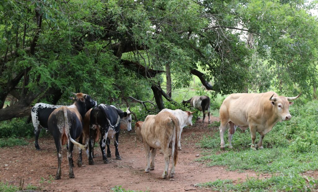 Sistemas de Integração Pecuária-Floresta: Produção Sustentável no Pantanal com Louro-Preto e PackSeed.