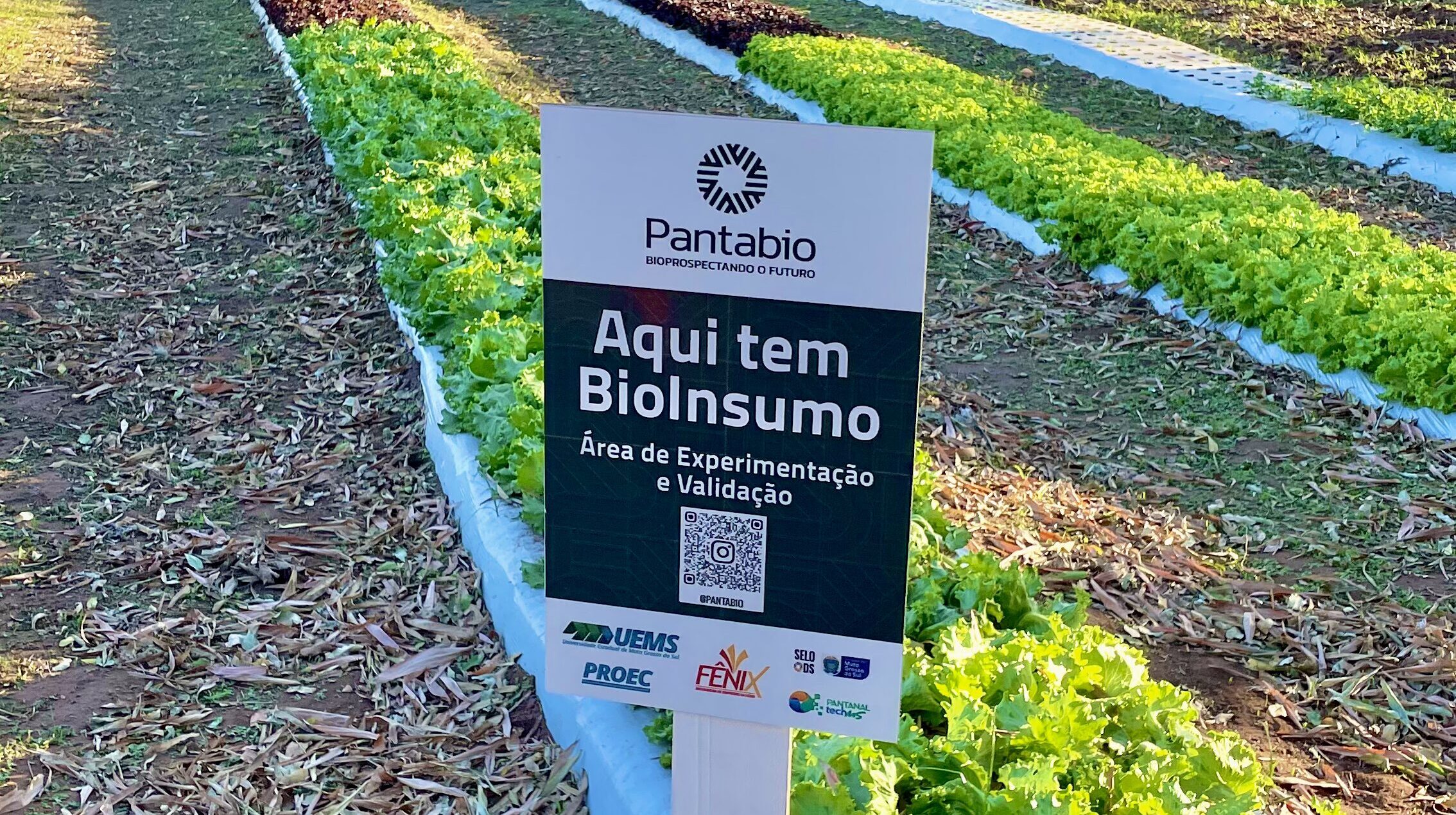 Conheça a  incubadora da UEMS que transforma ciência em soluções para o campo e a sociedade