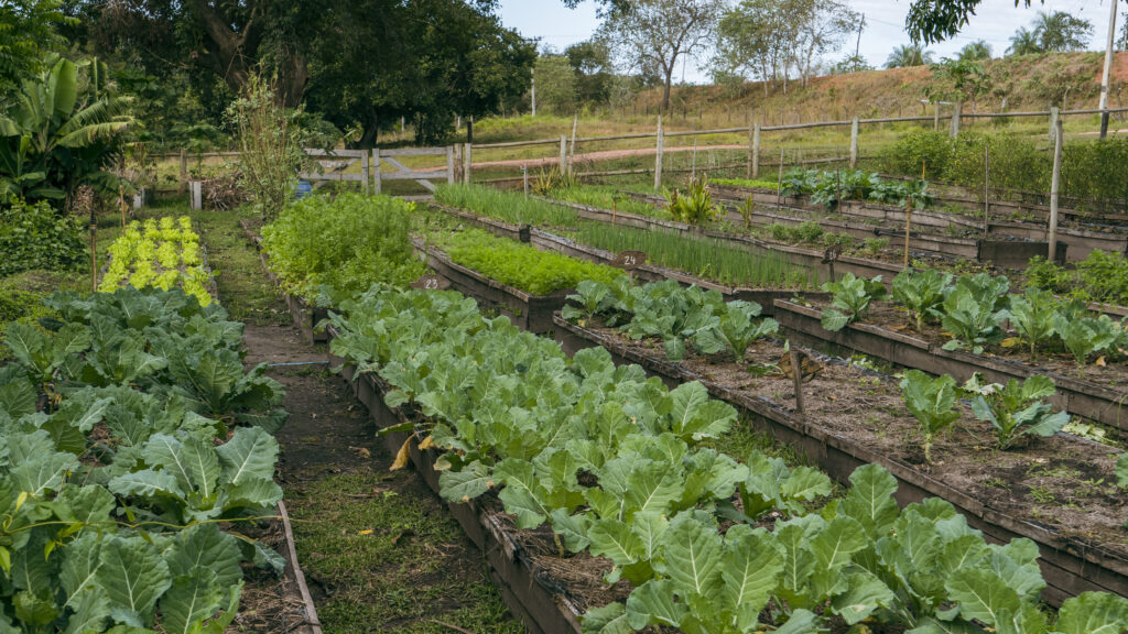 Olericultura: Diversidade e Sustentabilidade